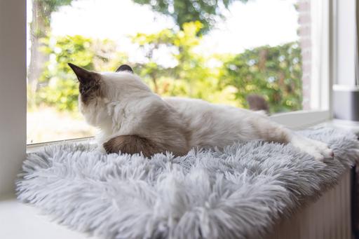Immagine prodotto Beeztees Blizz (Gatto)