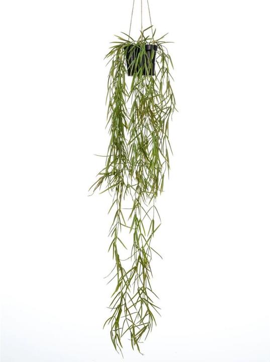 Actual product image Emerald Plante artificielle (80 cm)