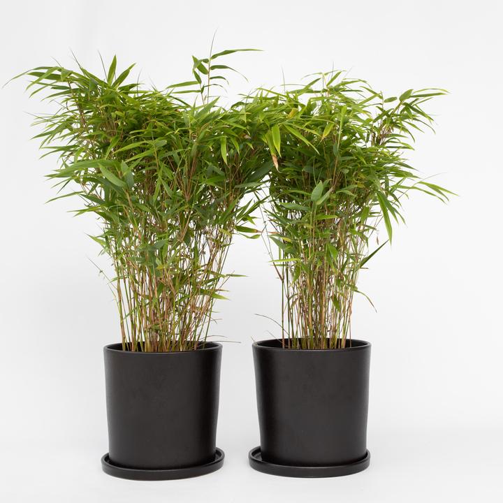 Immagine prodotto Plant in a Box Fargesia nitida 'Gansu' - Bambù del Gansu (50 cm)