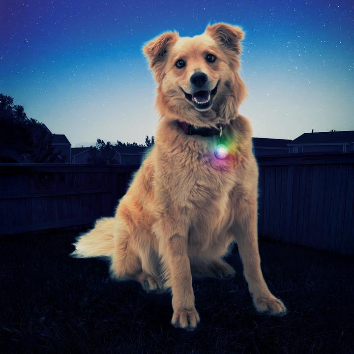Actual product image Nite Ize SpotLit Collar Light - Disc-O Select (Dog, Walks)