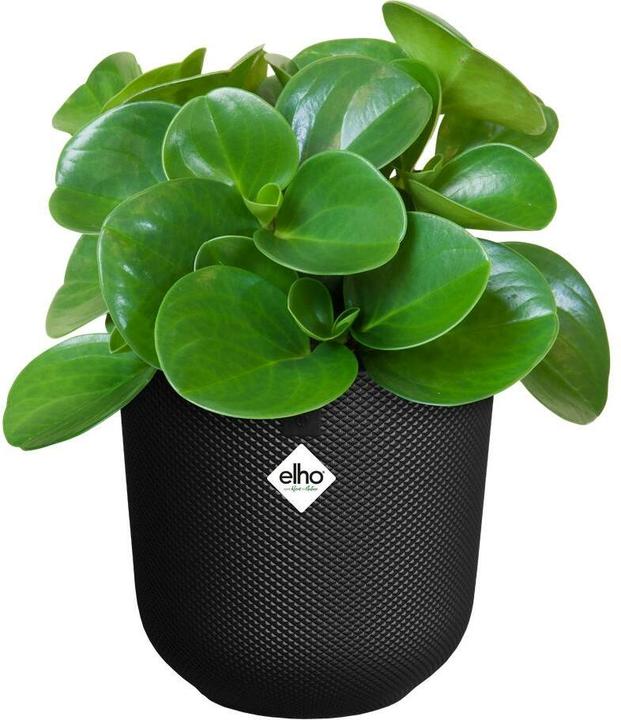 Produktbild Elho Jazz Rund (16.50 x 15.30 cm)