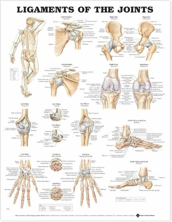 Immagine prodotto Ligaments of the Joints Anatomical Chart