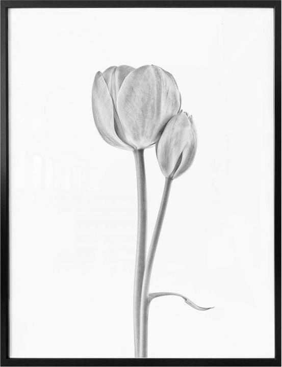 Produktbild Trenddeko Tulpen (80 x 100 cm)