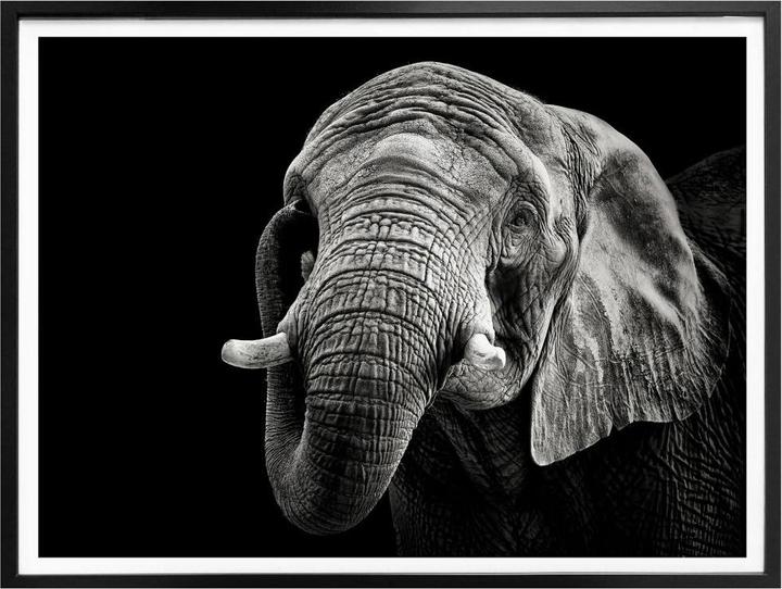 Image du produit Trenddeko L'éléphant (40 x 30 cm)