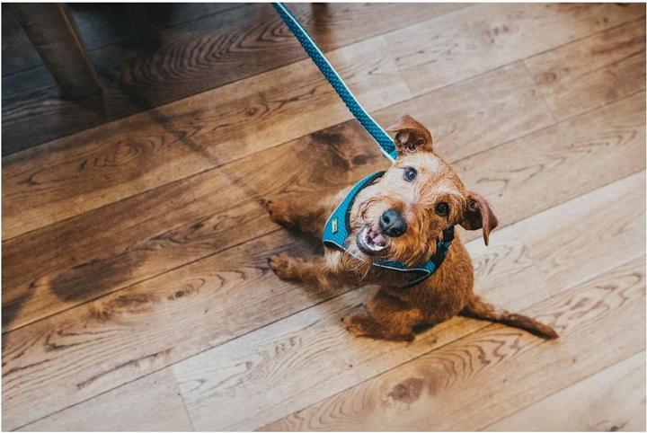 Immagine prodotto Hunter Imbracatura per cani Hilo Comfort (M, Cane, Generale)