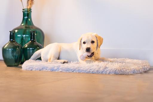 Produktbild Beeztees Dental Hantel (Kauspielzeug Hund)