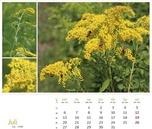 Produktbild HeilpfanzenrundumdenBodensee2026