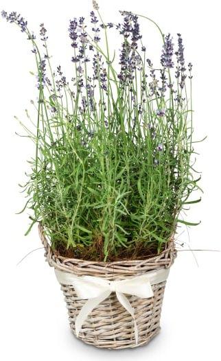 Produktbild Fleurop Duft der Provence (Lavendel)
