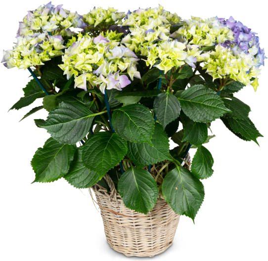 Fleurop Vintage Charm (blue hydrangea) (Dried flowers)