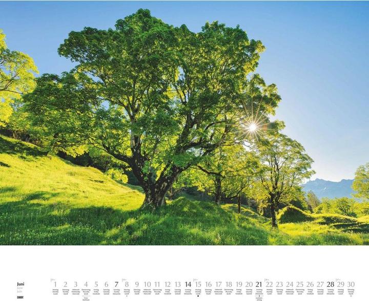 Produktbild Heimische Bäume 2026 – Wandkalender 60x50 cm – Spiralbindung (58.4 x 48.5 cm)