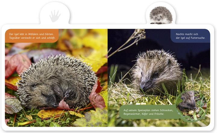 Produktbild Der Igel (Deutsch, Hannah Kastenhuber, 2018)