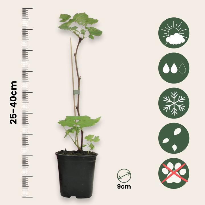 Produktbild Plant in a Box Rubus ideaus 'Autumn Bliss' - 3er Set Himbeerpflanzen (25 cm)