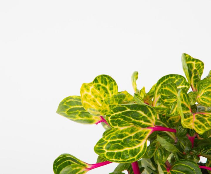 Produktbild Plant in a Box Iresine Herbstii - Blutblatt (20 cm)