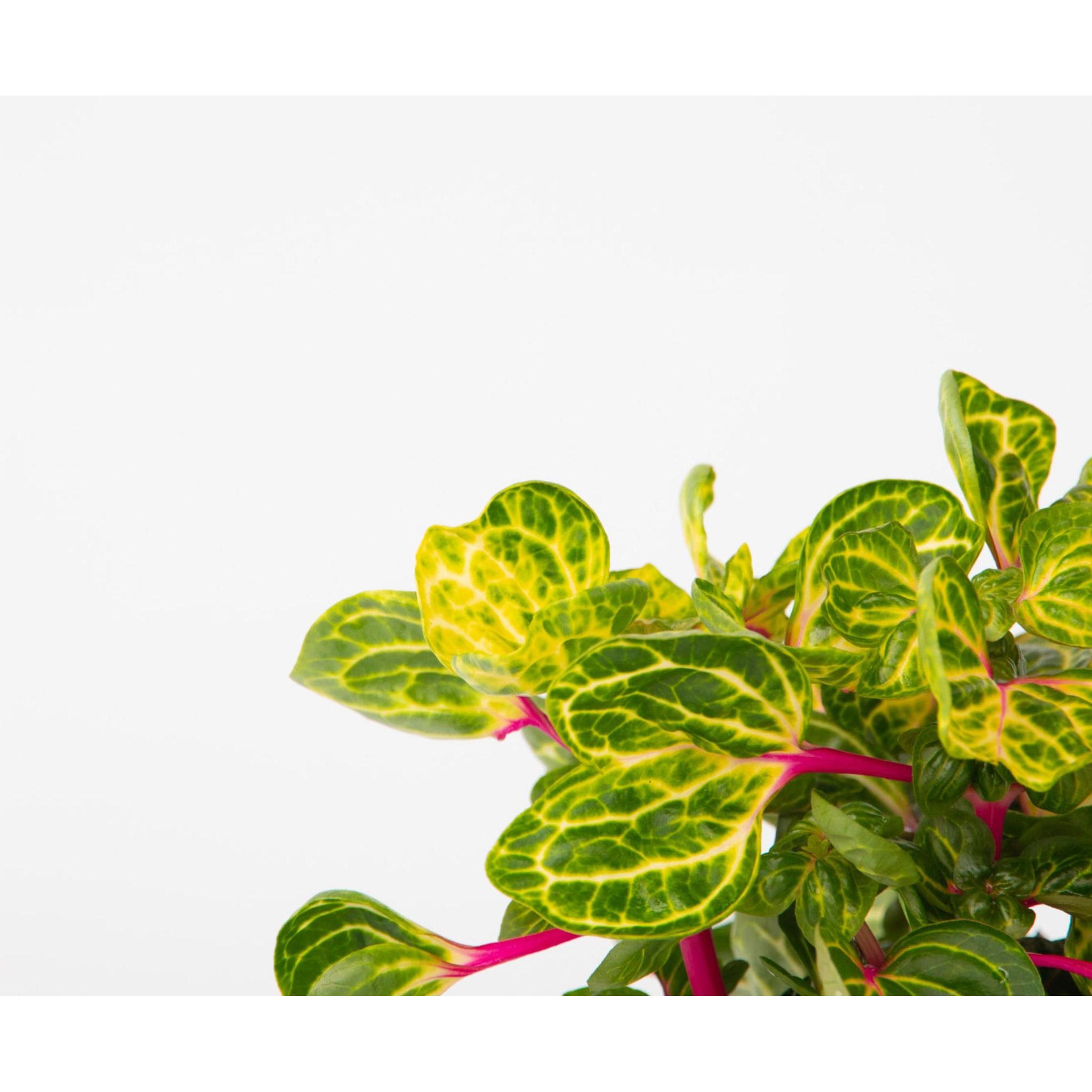 Thumbnail - Plant in a Box, Pflanzen, Iresine Herbstii - Blutblatt (20 cm)