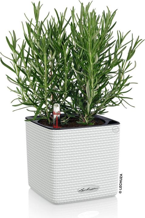 Produktbild Lechuza Cube (14 x 14 x 13.50 cm)