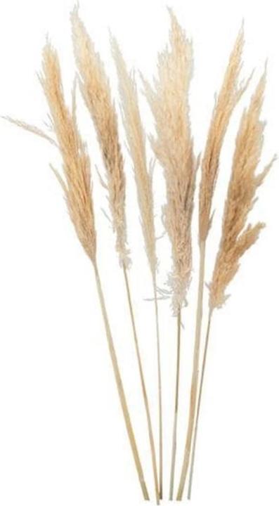 Dekomat Fleurs séchées Herbe de la pampa (Herbe de la pampa)