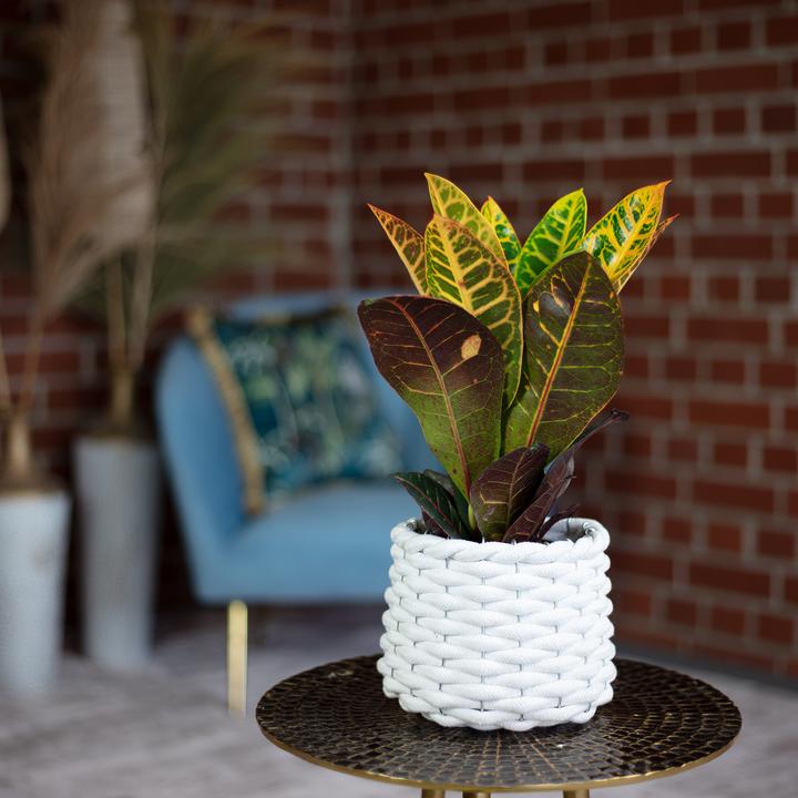 Produktbild Flowerbox Wunderstrauch "Petra" - Codiaeum Petra (20 cm)