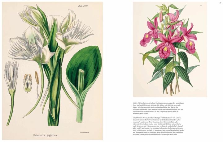 Actual product image Orchideen (German, Sandra Knapp, 2022)
