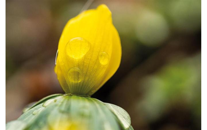 Produktbild Dörr Festbrennweite Makro 60mm f2.8 MFT (Micro Four Thirds, Micro Four Thirds)