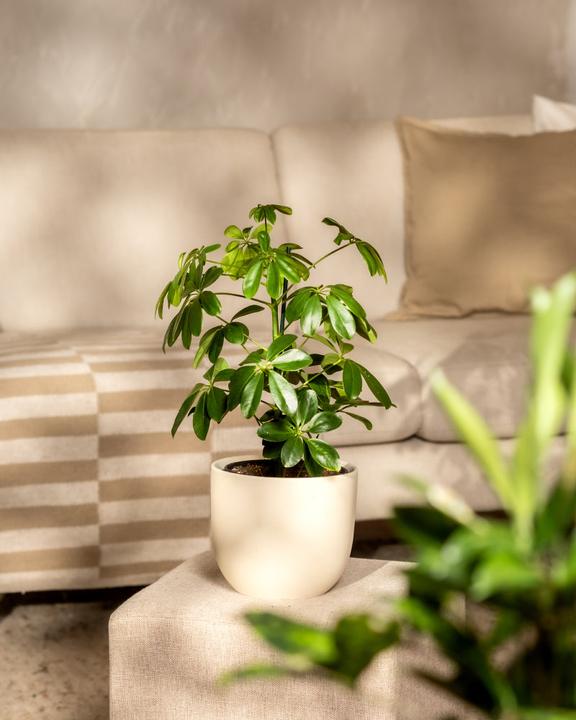 Produktbild feey Schefflera (35 cm, Frisch umgetopft)