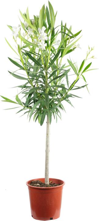 Produktbild Flowerbox Oleander Stamm - Nerium Oleander (90 cm)
