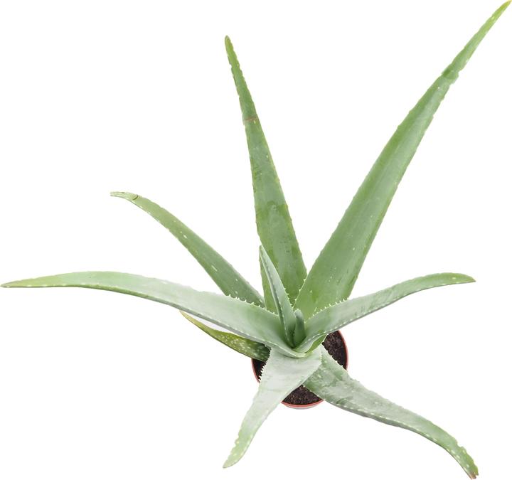 Image du produit Migros Ostschweiz Aloe Vera (46 cm)