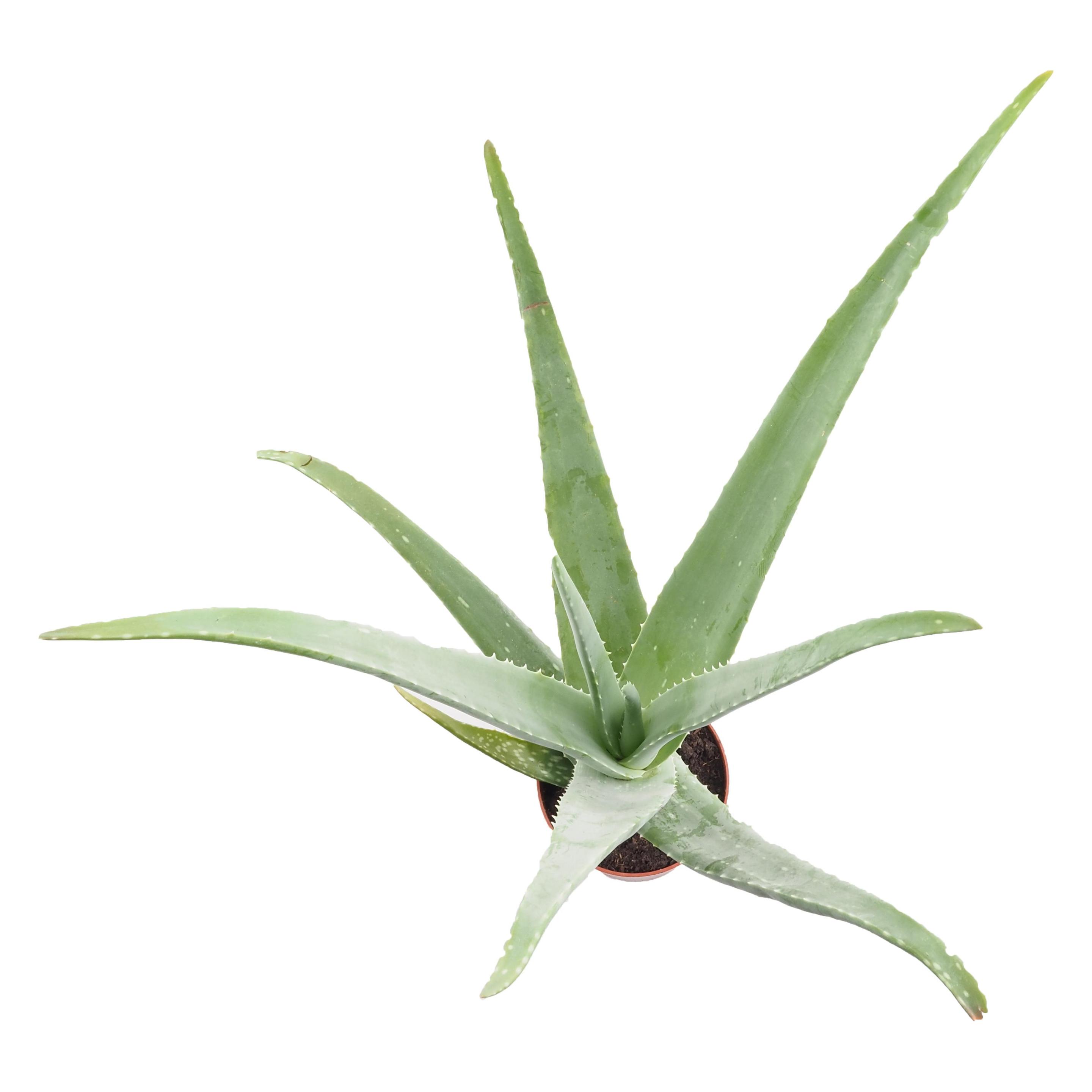 Migros Ostschweiz Aloe Vera - kaufen bei Galaxus - Galaxus