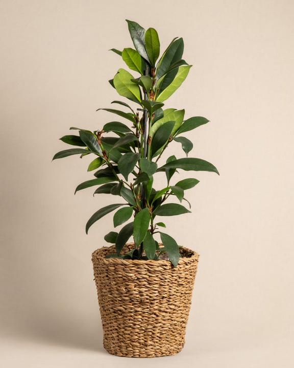 Image du produit feey Afrikanischer Feigenbaum (60 cm, Fraîchement rempotés)