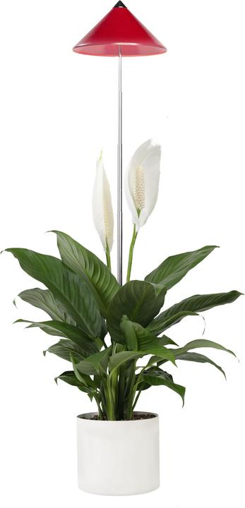 Produktbild Colibri Sunlite (LED, 230 V)