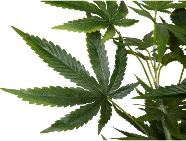 Immagine prodotto Europalms Pianta di canapa, pianta artificiale, 150 cm (150 cm)