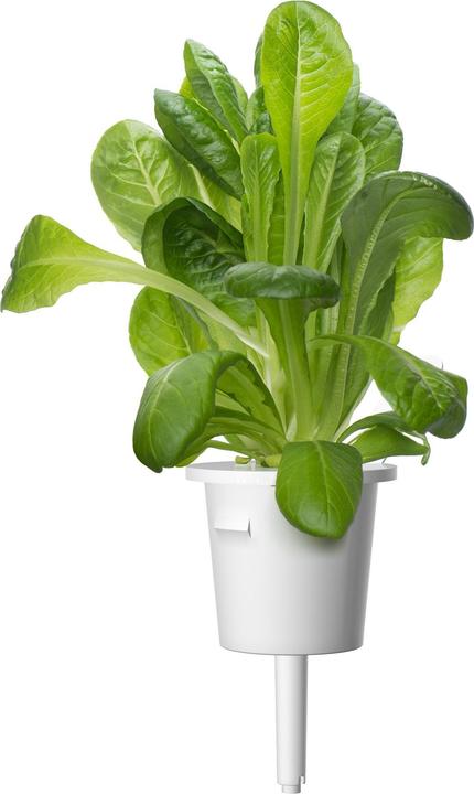 Immagine prodotto Click and Grow Insalata verde (Semi di verdura)