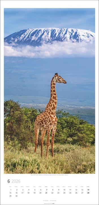 Produktbild Giraffen Kalender 2026 (33 x 68 cm)