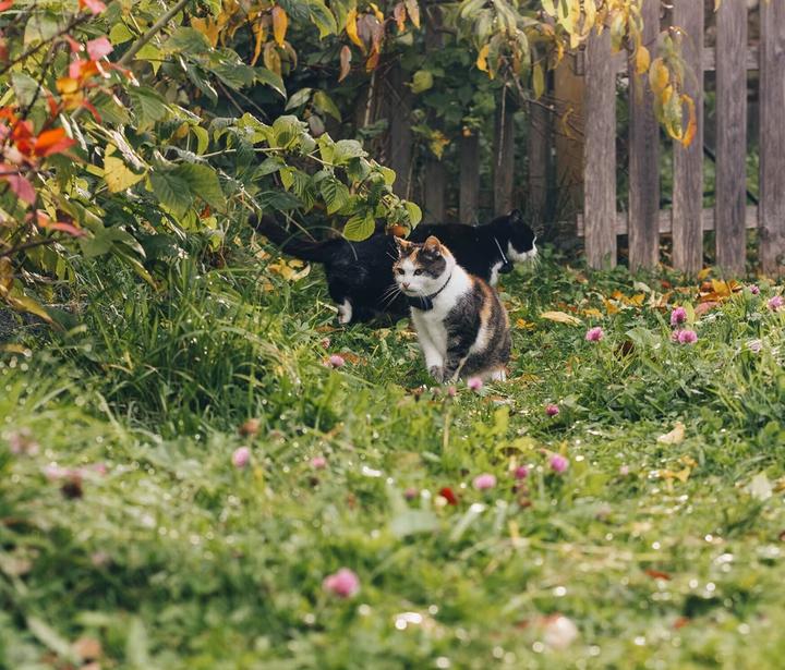 Image du produit Tractive CAT Mini tracker GPS pour chats (Chat, Général)