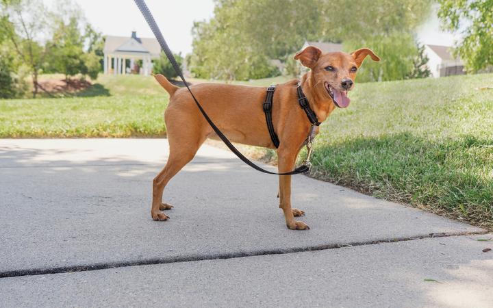 Image du produit PetSafe Dispositif de retenue et harnais 3 en 1 (Chien, Promenade)