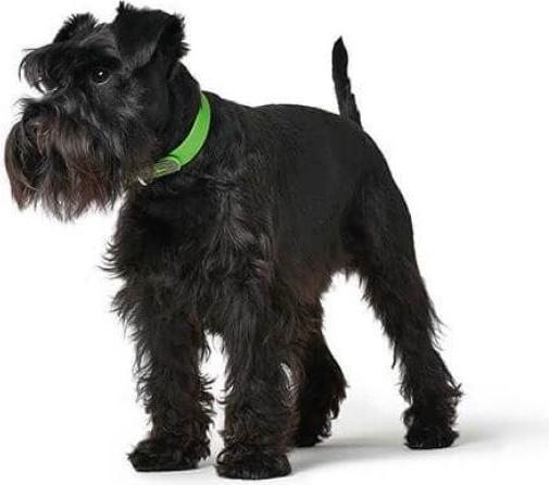 Produktbild Hunter Convenience 60 dog collar - green (L, Hund, Allgemein)