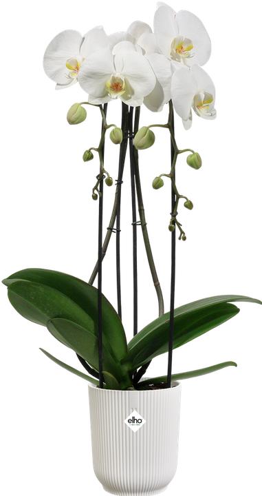 Actual product image Elho Vibes Fold Orchid (13.20 cm)