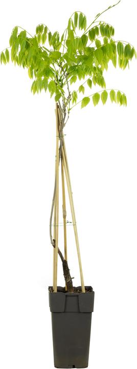 Produktbild Flowerbox Chinesischer Blauregen - Wisteria sinensis 'Alba' (50 cm)