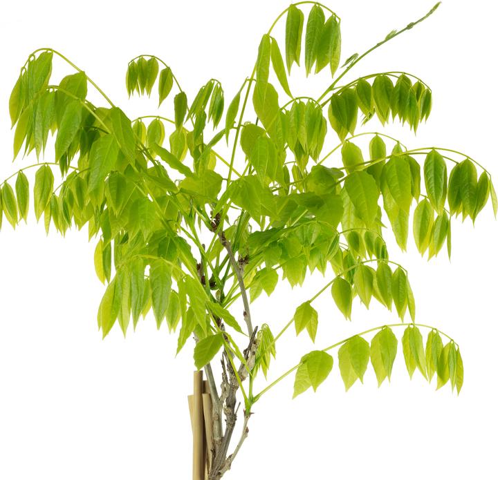 Produktbild Flowerbox 3er-Set chinesischer Blauregen - Wisteria sinensis 'Alba' (50 cm)