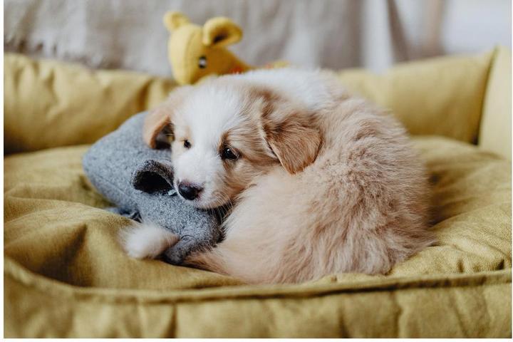 Immagine prodotto Hunter Cane giocattolo Eiby Elefante (Cane di peluche)