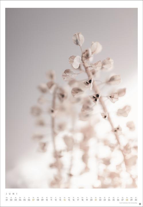 Actual product image Mareike Böhmer: pure & simple Kalender 2026 (Hardcover, German)