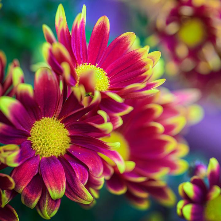 Immagine prodotto Laowa 100 mm f/2,8 Tilt Shift 1X Macro Canon RF (Canon RF, Full frame)