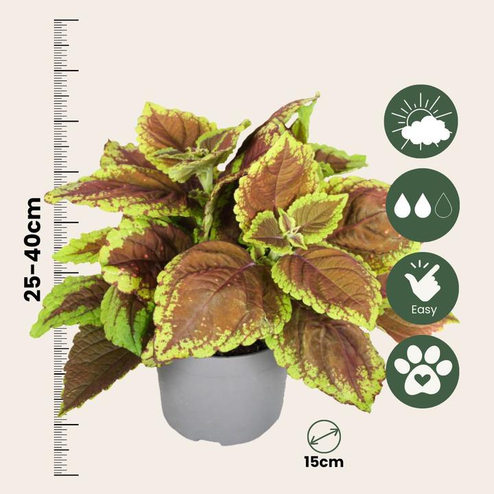 Image du produit Plant in a Box Coleus - Ortie (25 cm)