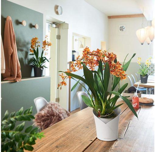 Produktbild Lechuza Orchidea (17.90 cm)