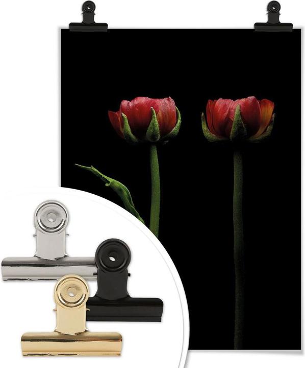 Produktbild Trenddeko Zwei rote Ranunkeln (30 x 40 cm)