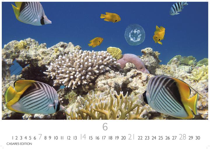 Actual product image Unterwasserwelten 2026 S 24x35cm (24 x 35 cm)