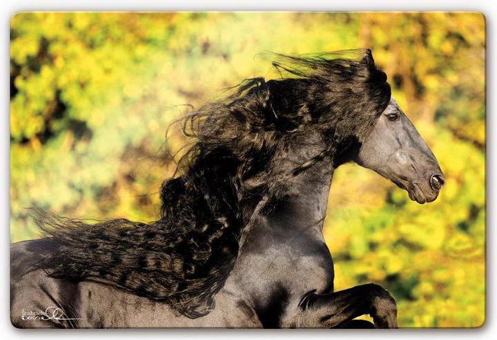 Boiselle - Anton frisone con criniera fluente (60 x 40 cm)