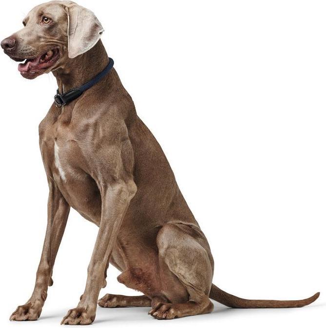 Produktbild Hunter Dressurhalsung Eiby Freestyle (40, Hund, Allgemein)