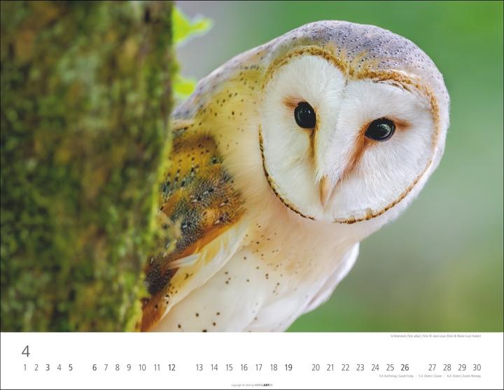 Produktbild Eulen Kalender 2026 (44 x 34 cm)