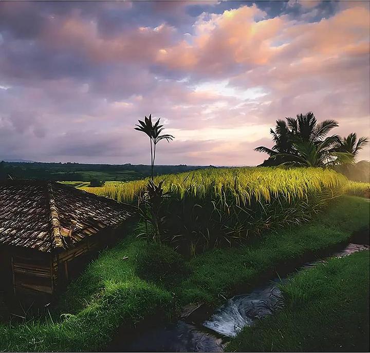 Produktbild Ravensburger Reisfelder im Norden v.Bali 500p (500 Teile)