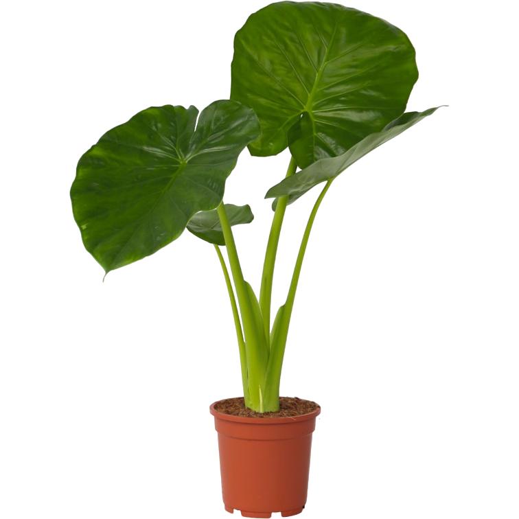 Plant in a Box, Pflanzen, Alocasia Odora - Grosse Elefantenohr (55 cm)